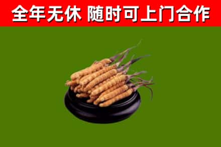 尖山回收冬虫夏草