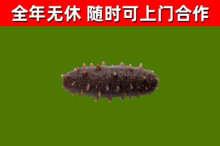 尖山回收海参干